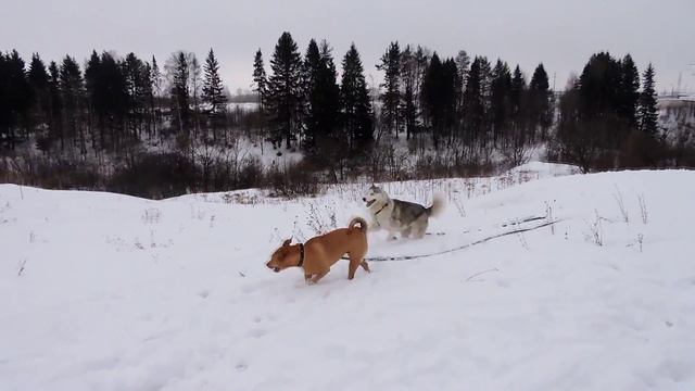 ☻Собак много не бывает☻ Супер прогулка☻ смотреть онлайн
