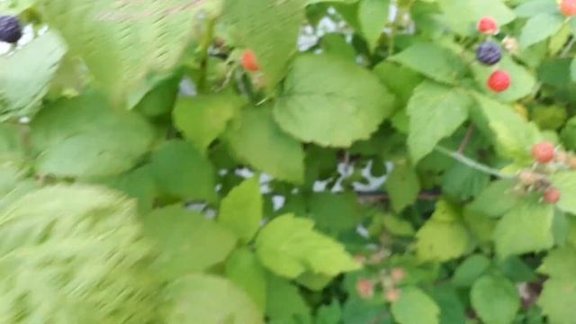 Чёрная малина - Кумберленд. Видео - 4 смотреть онлайн