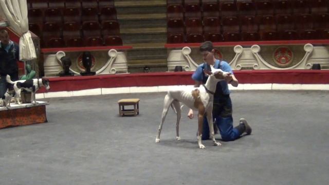 Репетиция в цирке с собаками.Подготовка молодой собаки/Dog training in the circus . смотреть онлайн