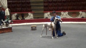 Репетиция в цирке с собаками.Подготовка молодой собаки/Dog training in the circus .