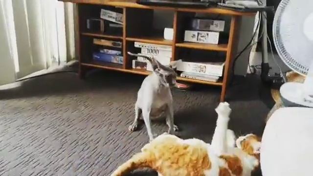 Sphynx And Devon Rex Wrestling