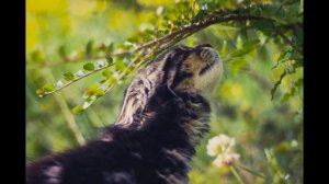 "Мы хотим, чтоб птицы пели" (+ текст)