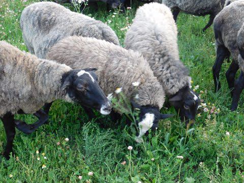 Бараны производители РОМАНОВСКОЙ ПОРОДЫ август 2021г смотреть онлайн