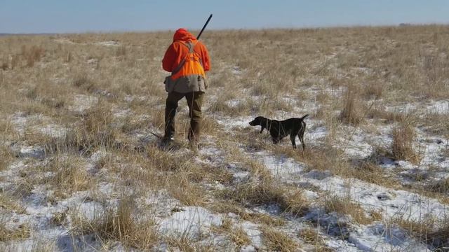 Kansas chukar hunt Weimaraner and German Shorthair смотреть онлайн