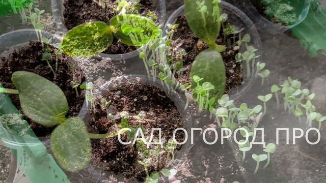 ЛОЖКА ЭТОГО УКРЕПИТ РАССАДУ И ДАСТ БОЛЬШОЙ И ЗДОРОВЫЙ УРОЖАЙ! смотреть онлайн