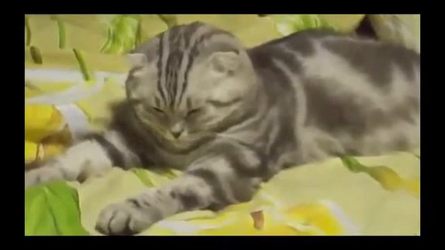 Кот очень устал смотреть онлайн