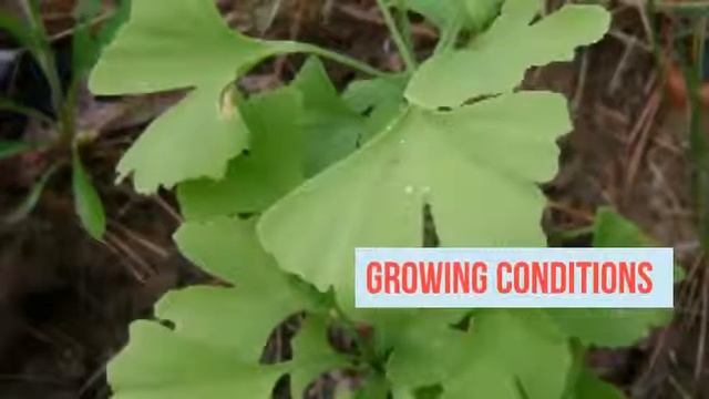 Ginkgo Biloba Growing Guide (Maidenhair Tree) By GardenersHQ