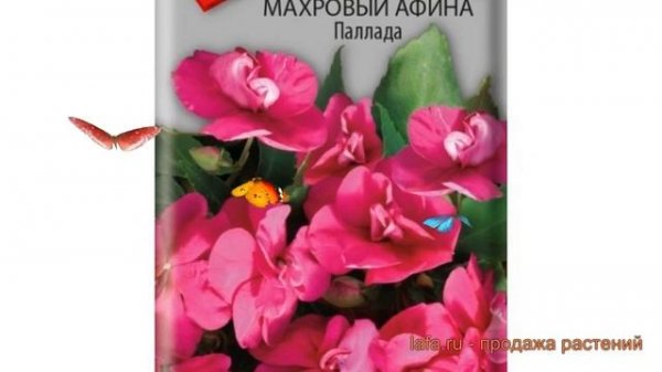 Бальзамин махровый Паллада (pallada) ? бальзамин Паллада обзор: как сажать семена бальзамина Паллад