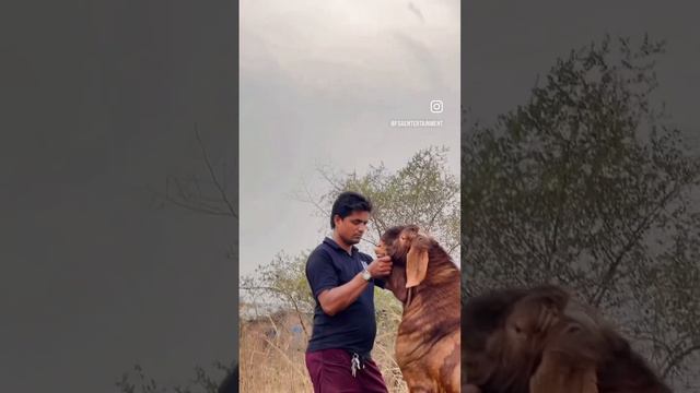 JD Goat Farm Ka Shera смотреть онлайн