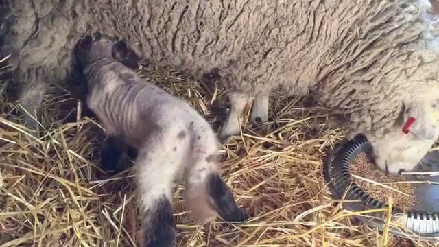 Первое питание первого ягненка на нашей ферме