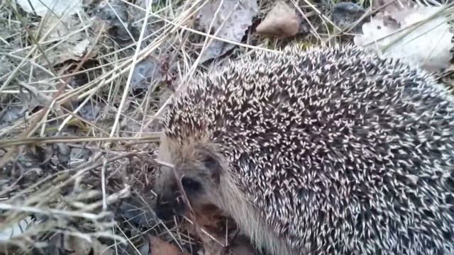 Ежик в лесу смотреть онлайн