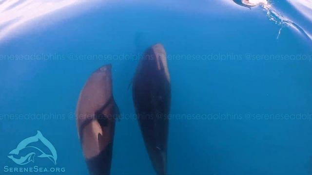 Черноморские афалины — Центр «Безмятежное Море» смотреть онлайн