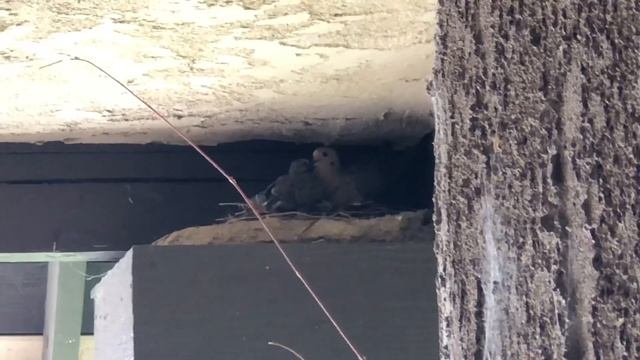 Цыплят по осени считают?