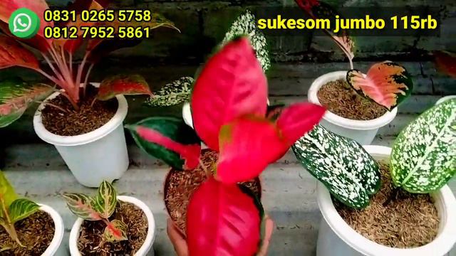 Pusat Aglonema Serba 10.000 An!! Aglonema Murah Tanian Sendiri ........😱 смотреть онлайн