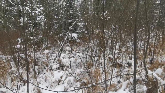 охота с всл на медведя осень19 г