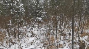 охота с всл на медведя осень19 г