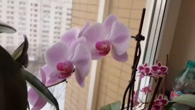Мой розовый фаленопсис.Неожиданное февральское цветение (второе домашнее). смотреть онлайн