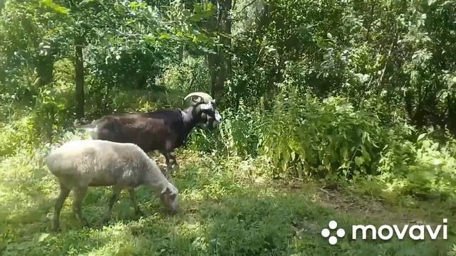 КАК ПАСТИ КОЗ?