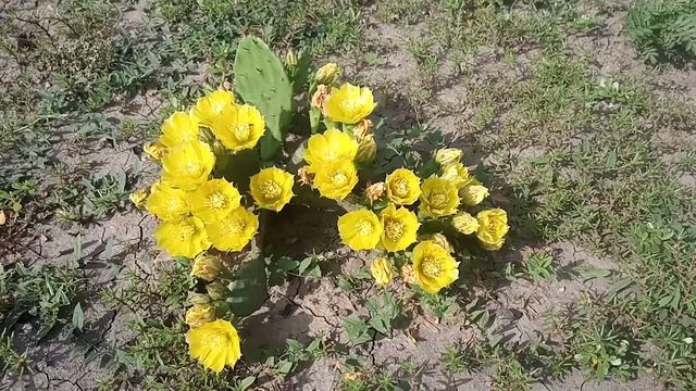 Опунция в цвету. смотреть онлайн