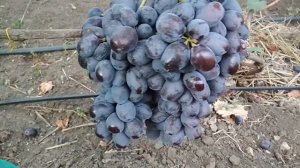 Виноград - Лорано .