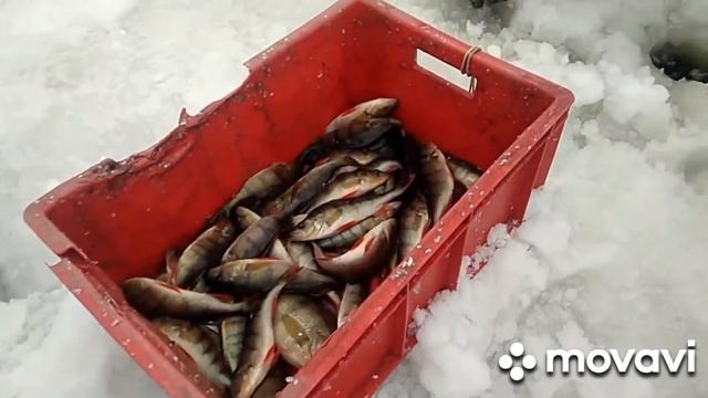 Ямал. Рыбалка. Озеро Пякуто. смотреть онлайн