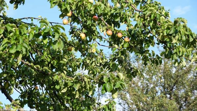 Яблоневый сад - Фрунзенский район, Санкт-Петербург смотреть онлайн