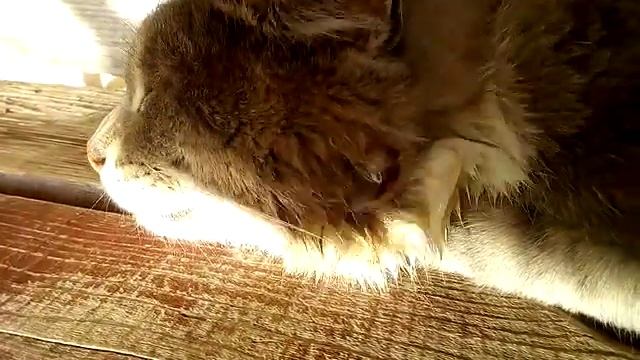 Бойцовский кот, раны. смотреть онлайн