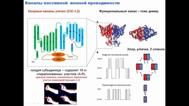 Основы анатомии и физиологии, Гайдуков А.Е., Лекция 2, 10.09.20 смотреть онлайн