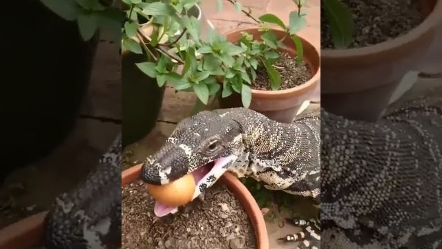 ВАРАН ЕСТ ЯЙЦО. смотреть онлайн