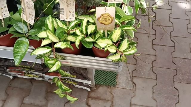 ?Оби?Цветочки? смотреть онлайн