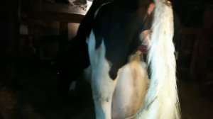 роды у коровы