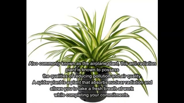 TOP 5 INDOOR PLANTS THAT CAN ABSURD RADIATION||🖒 смотреть онлайн