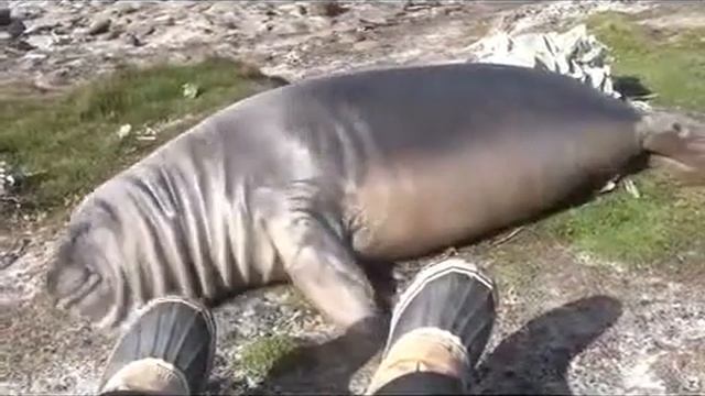 Тюлень скатывается с холма смотреть онлайн