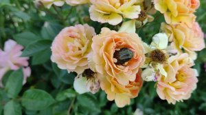 ЭТО КАКОЙ-ТО КОШМАР! ЖУКИ УНИЧТОЖАЮТ РОЗЫ.БРОНЗОВКА и ОЛЁНКА.КАК И ЧЕМ С НИМИ БОРОТЬСЯ #вредителироз