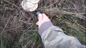 Сбор грибов синеножки рядовка Два ведра вкуснейшего гриба