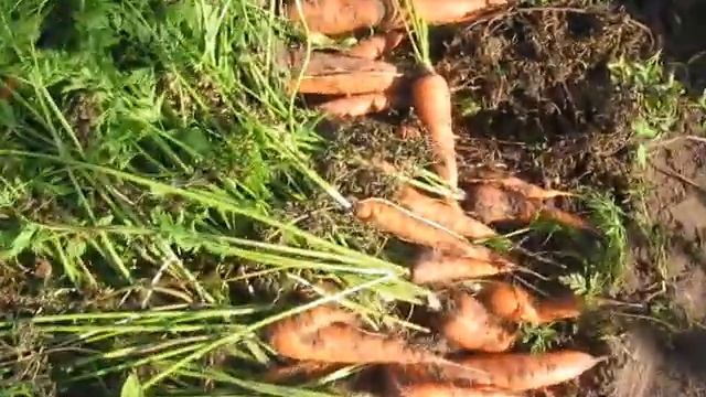 Когда копать морковь ? смотреть онлайн