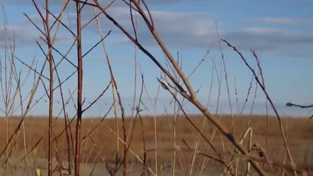 Гусиная охота. Выпуск 183. Эфир от 23.06.15 смотреть онлайн