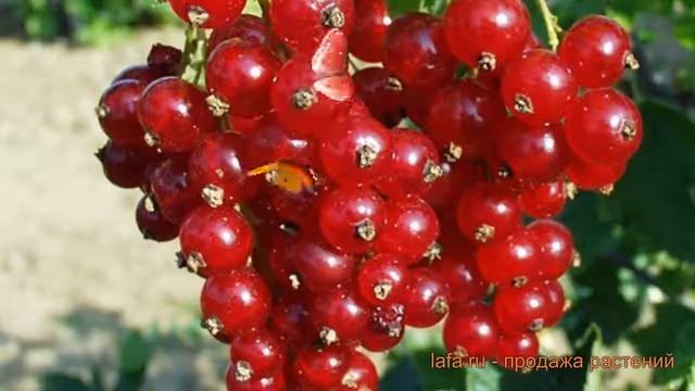 Смородина красная Ася (ribes rubrum) ? смородина Ася обзор: как сажать саженцы смородины Ася смотреть онлайн