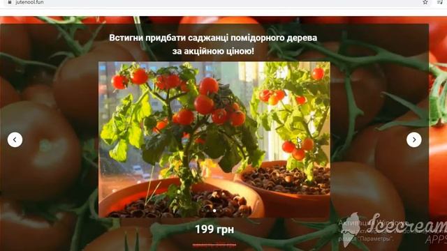 ⛔ ДОМАШНИЕ Помидоры на Окне. РАССАДА || ⛔ ДЕВОЧКИ осторожно ЭТО МОШЕННИКИ! смотреть онлайн