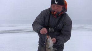 Зимняя ловля судака на вибы