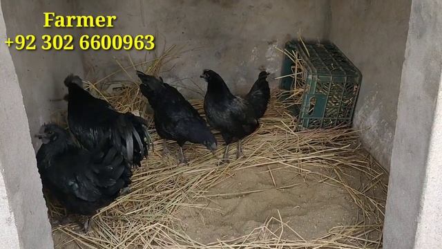 How Ayam Cemani Hen Farming At Roof ||Ayam Cemani Chicken Farming || Ayam Cemani Murgi Farm At Home смотреть онлайн