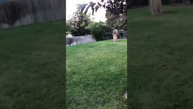 Who Know Orleans  In Bed With Crazytunia Frisky Purple