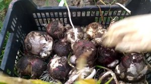 Когда выкапывать гиацинты? Сейчас! #гиацинты