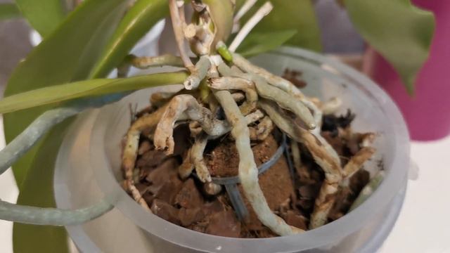 Орхо-новинки! Азиатские подростки и.. 😊🌱 смотреть онлайн