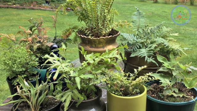 5 Exclusive Ornamental plants for home garden смотреть онлайн