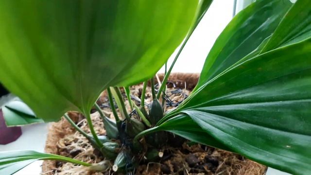 Орхидея Стангопея (Stanhopea) адаптация, уход в домашних условиях. смотреть онлайн