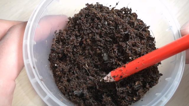 Снял с нереста афиосемионов. Показываю икру. смотреть онлайн