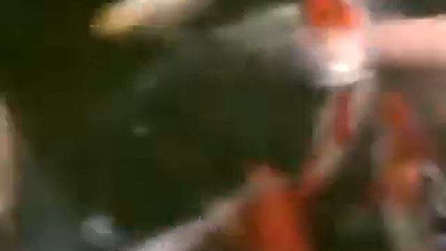 Fish sucking Ellas finger смотреть онлайн