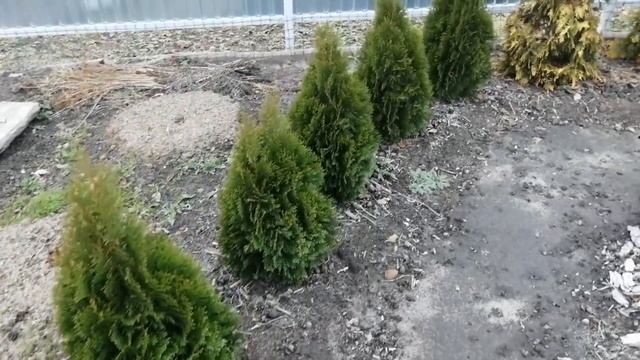 ЖИВАЯ ИЗГОРОДЬ ИЗ ТУЙ СМАРАГД. смотреть онлайн