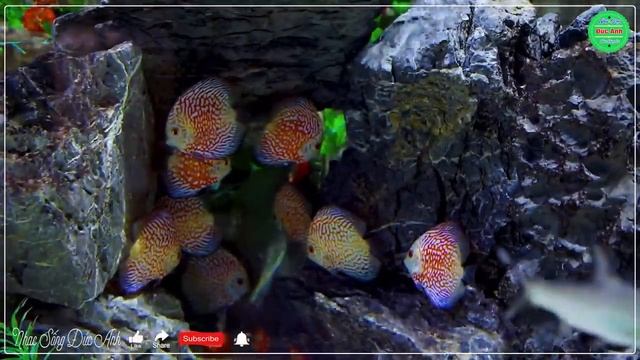 ❤️Nhạc Không Lời Ru Ngủ Về Đêm Dễ Ngủ Giảm Stress 100% ☀ Hòa Tấu Rumba Phòng Trà Êm Tai Dễ Nghe #13